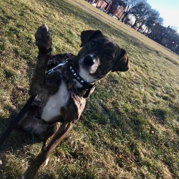 Meet your Posher, Sammy - Picture 2 of 4